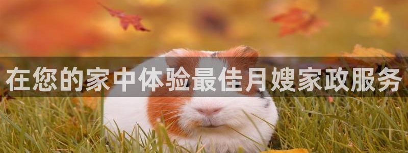 杏悦平台招商电话